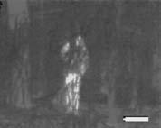 Figure 6 (a) Intensified (NVG) image and thermal image of a scene with a
