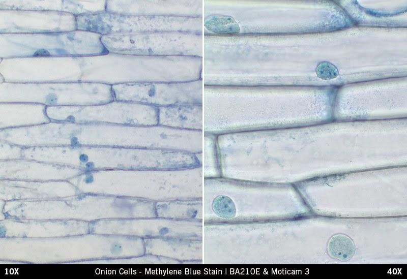 PROCEDURE: Check off each box as you complete each step in the procedure. PART ONE: Onion Cell Observations o 1. Set up your light compound microscope at your lab bench.