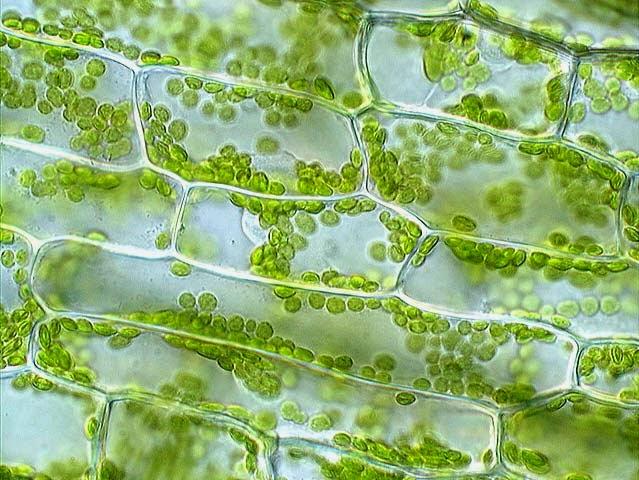 PART TWO: Elodea Cell Observations o 1. Set up your light compound microscope at your lab bench.