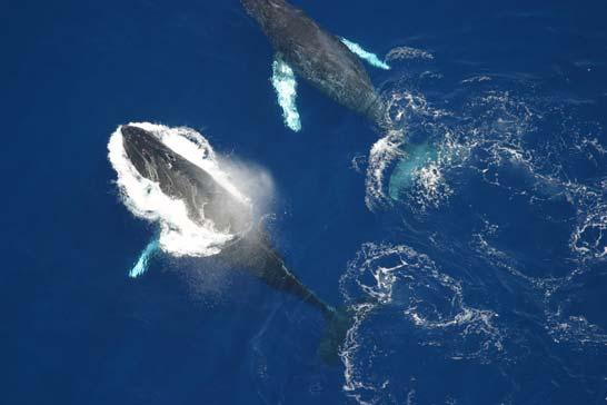 Results of 2004 Aerial Surveys of Humpback Whales North of Kauai Annual Report Submitted to: North Pacific Acoustic Laboratory (NPAL)