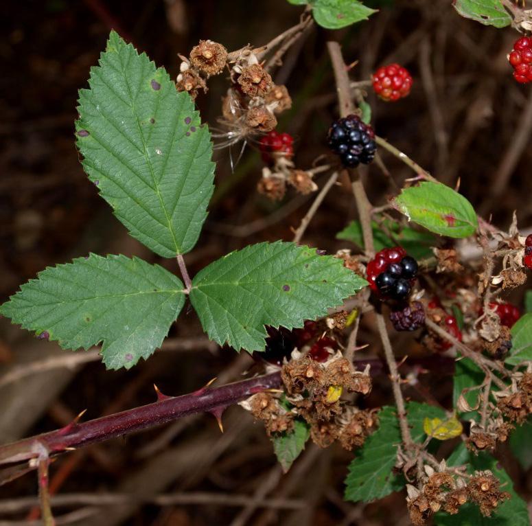 It has small scented flowers and jagged leaves Blackberry grows in thickets along waterways and wetlands Blackberry has spiky canes covering the ground and forms clumps up to 2 meters high Effects on