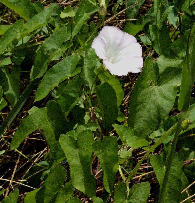 vs. Large Bindweed Calystegia sepium Spear Thistle Cirsium vulgare Introduced from: Europe Plant Type and Habitat Large Bindweed is a creeping vine and grows in damp areas around wetlands and