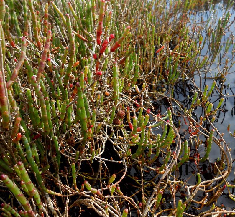 NATIVE PLANTS (green box) vs. WEEDS (red box) in the Paisley Challis Wetlands vs.