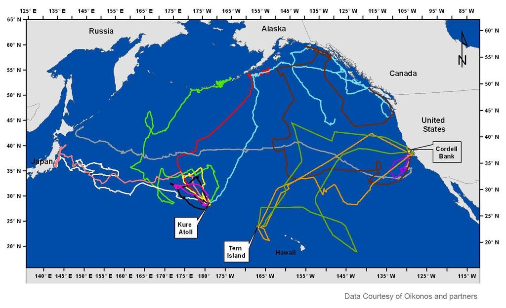 Here are some of the paths tagged Albatrosses have flown.
