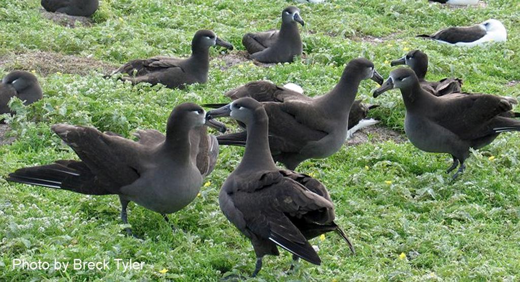 Meeting on the Colony Adult albatross meet at