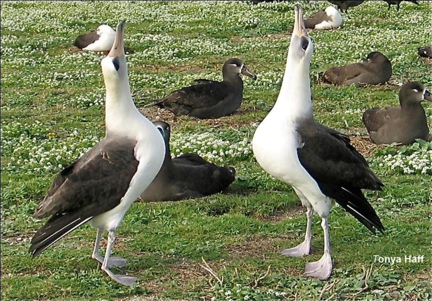 Albatross pairs attempt to mate for life and
