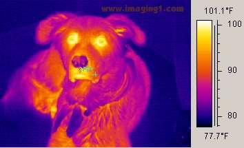Thermal Dog http://www.