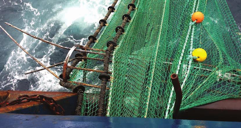 7 Verification Trawl Sweeps As part of an oil and gas operator s Field Decommissioning Programme, the SFF requires that a full trawl sweep survey campaign is undertaken upon completion of the OPRED