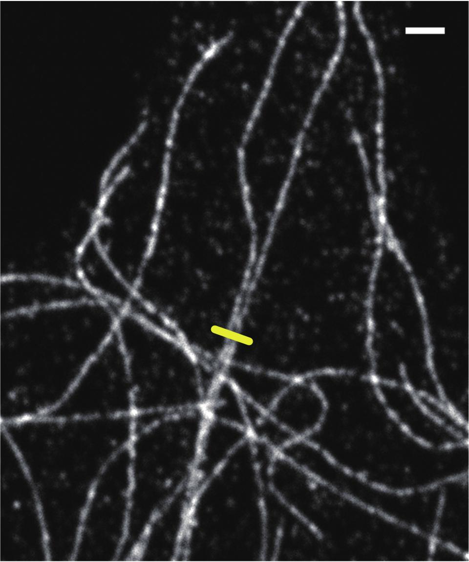 The profile of part of each image where two microtubules are close to each other (indicated by the yellow line) is shown in Figure 6(C).