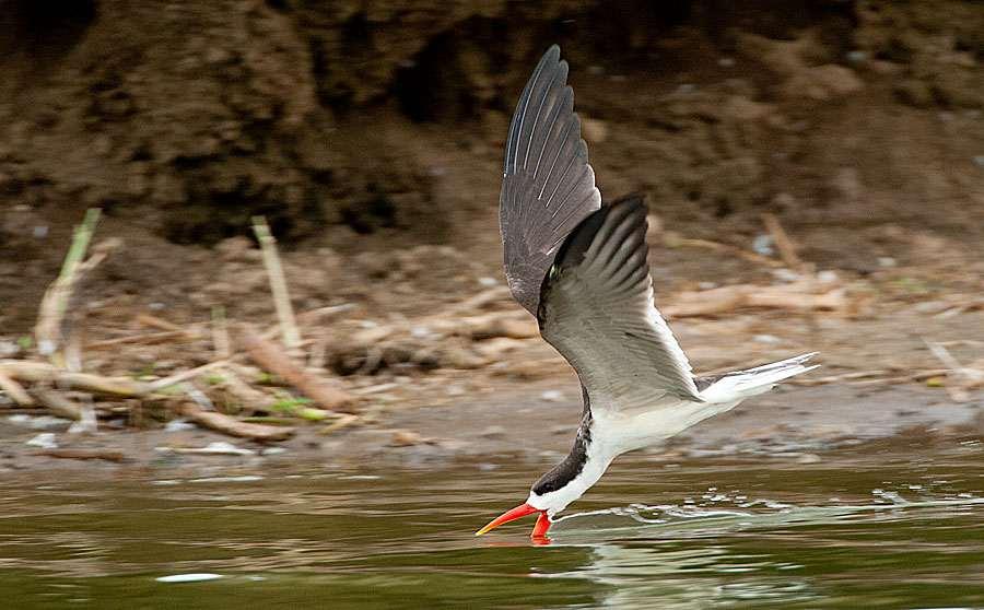 African Skimmer using its lower bill to skim through the water.
