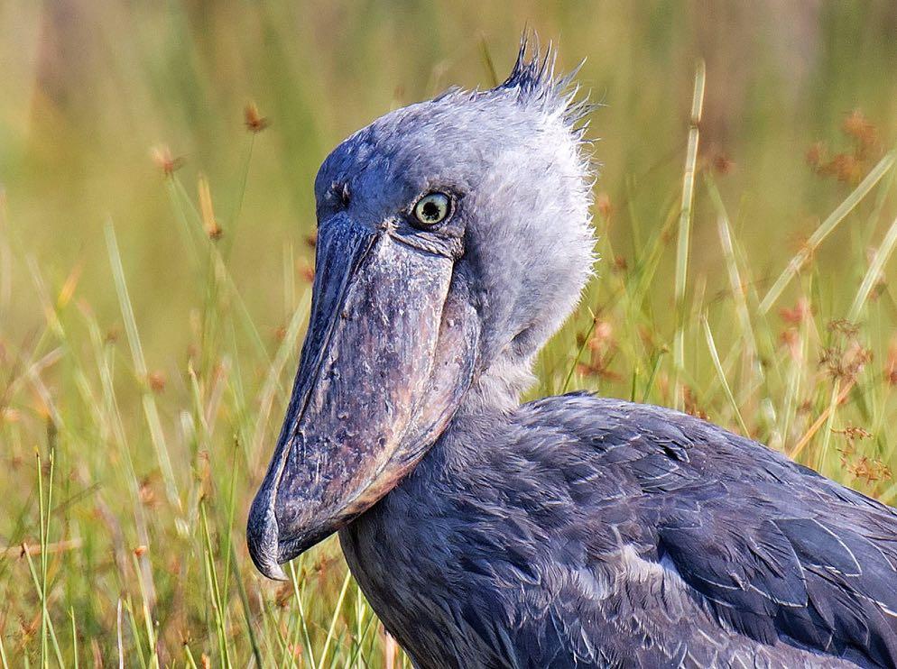 The extraordinaire Shoebill gave fantastic views during the tour.