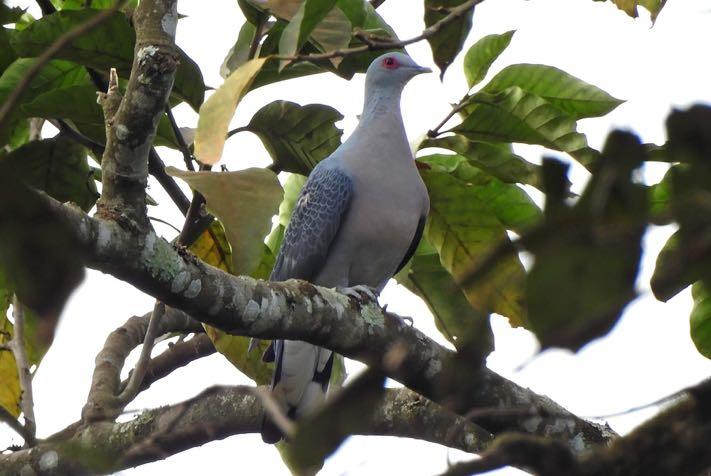 Rock Dove (Feral Pigeon) Columba livia Small numbers seen at various villages. Speckled Pigeon Columba guinea A few birds seen. Afep Pigeon Columba unicincta A single bird seen very well at Kibale.