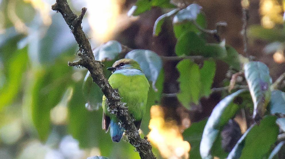 Crimsonwing, Grey-headed Oliveback, Dusky and Brown Twinspots, Kandt s Waxbil, Western Citril and Papyrus Canary. Grauer s (African Green) Broadbill was one of the stars of the tour.