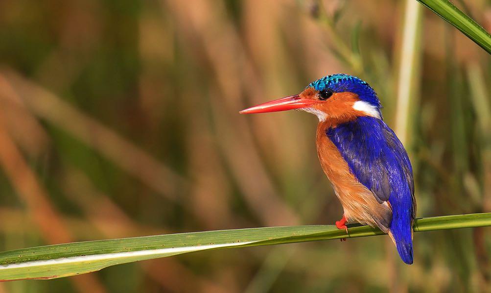 A jewel-like Malachite Kingfisher. (DLV) The next day we visited the remnants of Mabira Forest, and during our productive time here we managed to find some special birds.