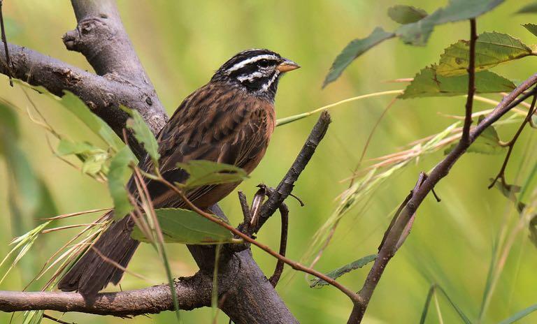 Cinnamon-breasted Bunting. (DLV) Northern Grey-headed Sparrow Passer griseus Widespread. Speckle-fronted Weaver Sporopipes frontalis Seen in Murchison Falls.