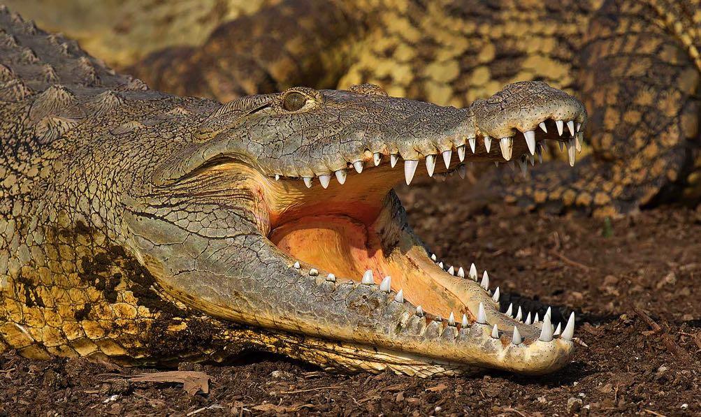Nile River Crocodile and