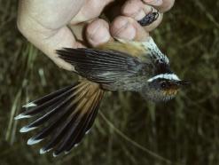 whereas the smaller rufous fantail uses the forest understory. Where only the rufous fantail occurs, it uses the entire forest profile, from canopy to understory.
