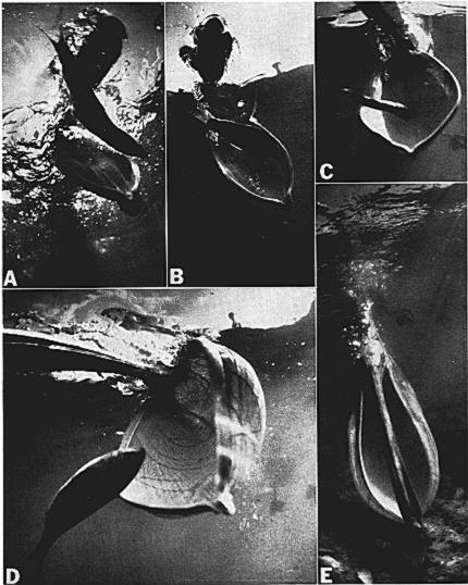 652 SC IREr ER; WOOLFENDEN AND CURTSINGER [Auk, Vol. 92 c D Fig. 2. Initial stages of underwater movement of the bill and pouch of Brown Pelican while catching fish. cans is 2.