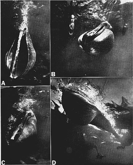 October 1975] Brown Pelican Prey Capture 653 Fig. 3. Terminal stages of underwater movement of the bill and pouch of the Brown Pelican while catching fish.