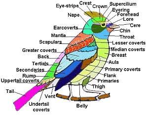 GENERAL MORPHOLOGY: The outline or silhouette of the bird in flight or at rest can identify many