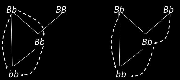 In the diagram below, the genotype on the left is identical by descent while the genotype on the right is not. Inbreeding coefficient (f) A measure of how inbred an individual is.