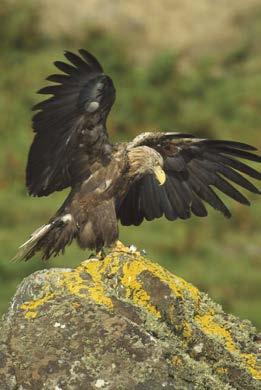 Large, soaring raptors are among the species most susceptible to collision with wind turbines.