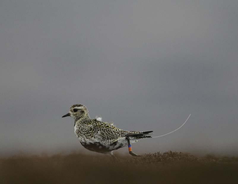 Another upland wader that may be susceptible to turbine displacement is the golden plover.