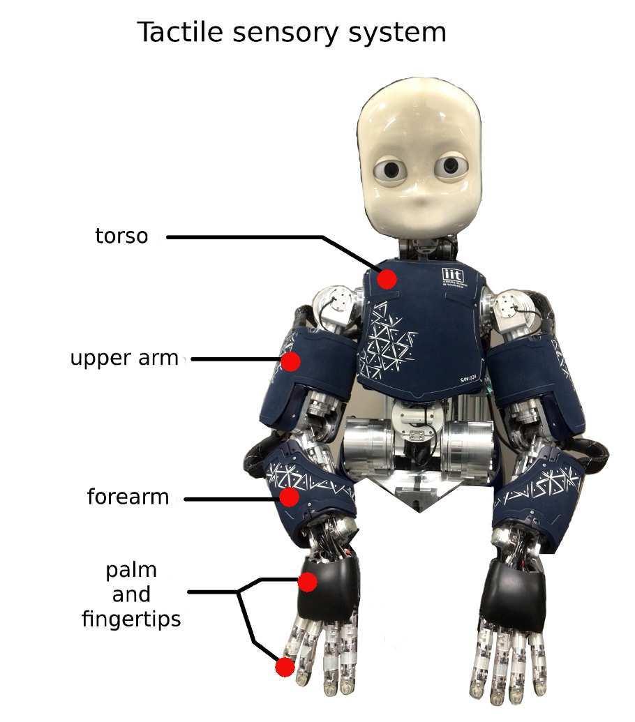 Fig. 2. Tactile sensory system of the icub humanoid robot. The robot is covered by tactile sensor in its torso, upper arm, forearm, palm and fingertips.