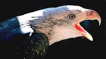 In captivity, a bald eagle may live to
