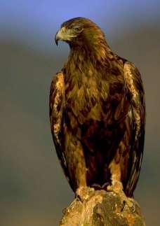 Golden Eagle With the increase of human populations and intensive agricultural practices, the golden eagle became a victim of a lengthy persecution.
