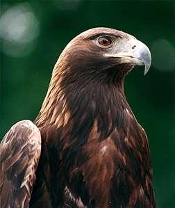 .. Up to the early 1960 s ranchers paid bounties of $25 or more to pilots-for-hire who shot Golden Eagles in the air.