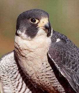 City-dwelling pigeons and starlings provide plenty of food Peregrine Falcon *DDT was originally created in 1873.