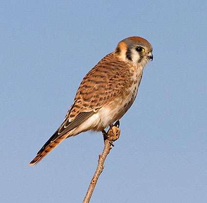 American Kestrel Adult Male Adult Female The American Kestrel is the smallest falcon found in Illinois. About the size of a Cardinal, it is often called a Sparrow Hawk.