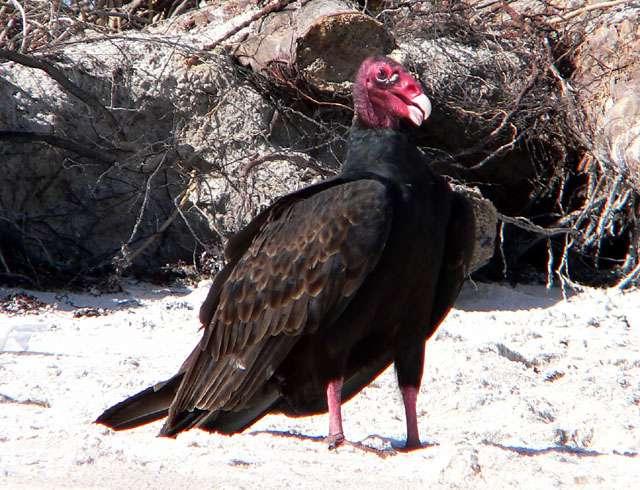 Studies reveal that vultures won't find carrion on the day that it is killed, but almost always find it on the second or third day when it has begun to rot, and will rarely visit a kill on the fourth
