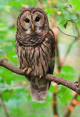 Barred Owl "Who cooks for you? Who cooks for you all?" is the signature call of this common owl of the lowland woods. Many people refer to them simply as "hoot owls.