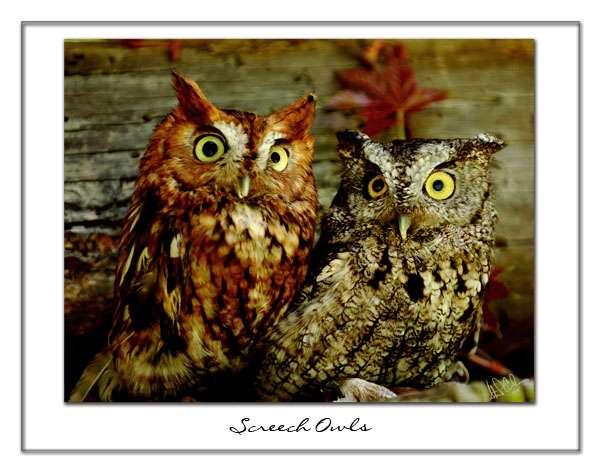 cavities mob screech-owls when members of their flock are preyed upon, alerting a birder to an owl s presence during the day.