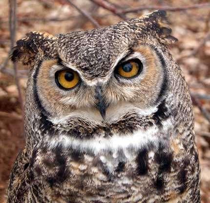 Great Horned Owl Great Horned Owls are the largest and most fearsome of the owls found in Illinois.