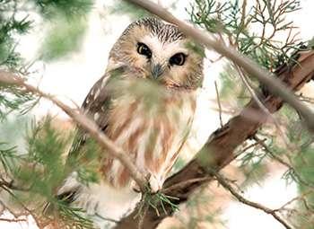 Northern Saw Whet Owl In Illinois, the Northern Saw-whet Owl, a nocturnal, winter only resident, feeds almost exclusively on small mice, swooping down from a low perch in a cedar tree.