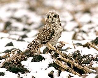 Short-eared Owl The Short-eared Owl is especially equipped to hunt and survive on the prairie.