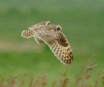 Short-eared owls were probably among the most numerous of the owl species in Illinois before settlement.