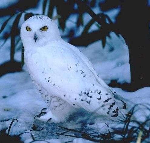 Snowy Owl invasions in Illinois occurred during the