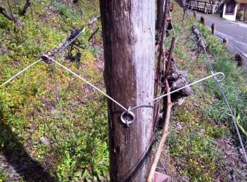 . SPRING/W This specific spring allows an independent vines growing.