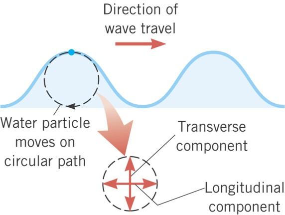 16.1 The Nature of Waves Water waves are partially transverse and partially longitudinal. 16.