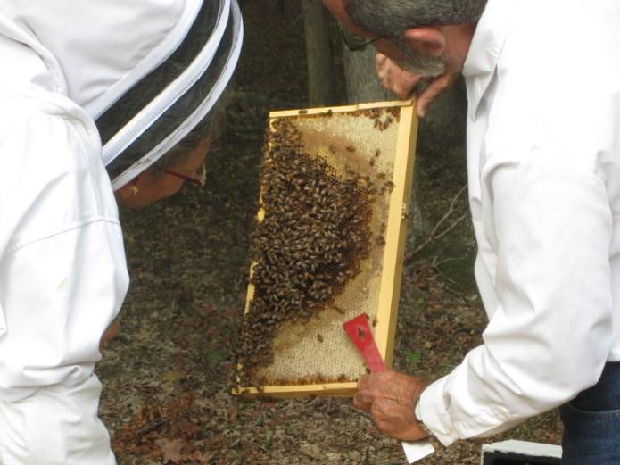 Exploring the World of Honeybees Part 3 in a 4 Part Series By Lynn Maun The Summer months for both Julie and the Maun s, as new beekeepers, were both interesting and challenging.
