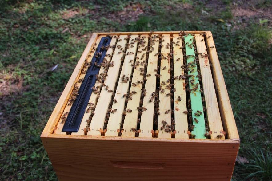 The Maun s hive is located on a property with a lot of trees which shade the hive during the day. As the long days of Summer slid into the shorter days of Fall the angle of the sun changed.