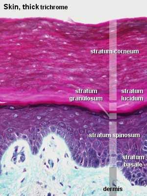 5. Stratum Basale: - Cells in this layer lie in contact with the basement membrane.