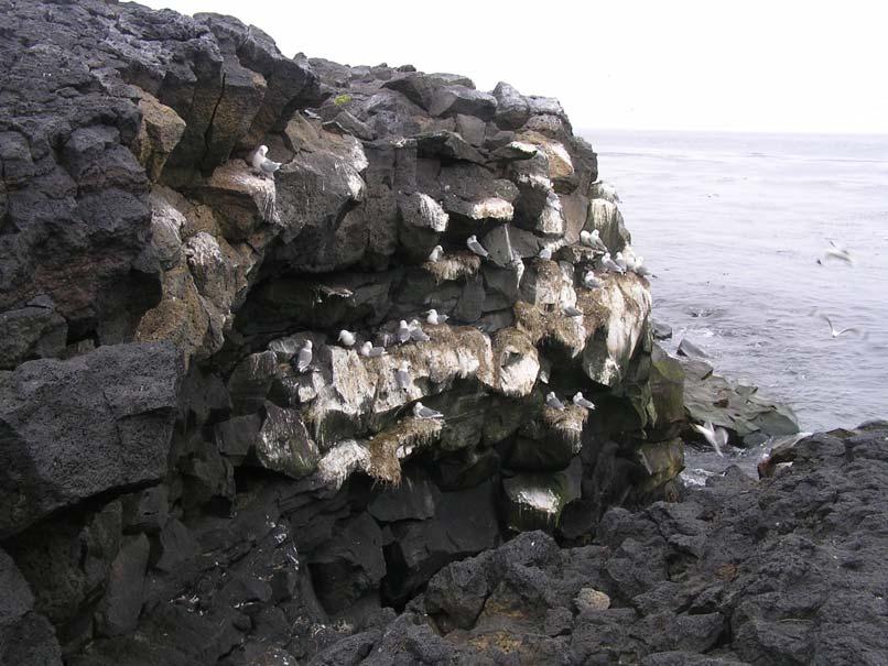 AMNWR 06/11 WILDLIFE OBSERVATIONS AT WALRUS ISLAND, PRIBILOF ISLANDS, ALASKA, JULY 20, 2006 Gregory Thomson Key Words: arctic fox, black-legged kittiwake, common murre, monitoring, northern fur seal,
