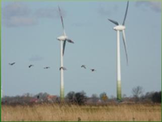 Wind farms and birds - the
