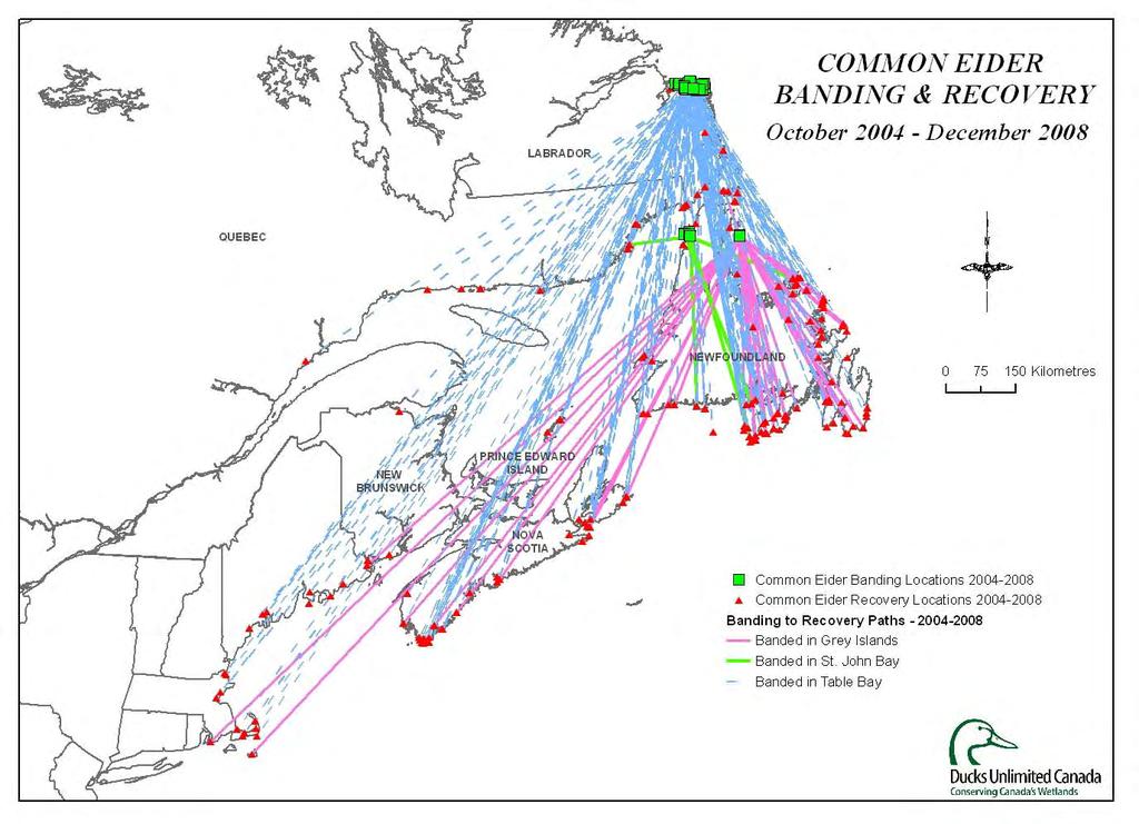 Figure 3. Location of hunter band recoveries of adult and locally hatched young eiders banded during summers of 2004-2007 and recovered during 2004-2007 hunting seasons.