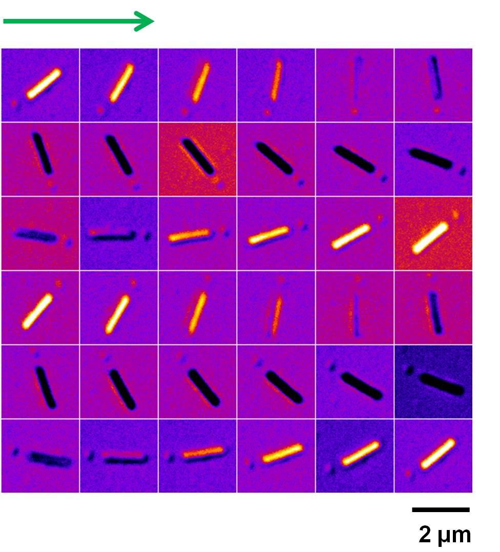 Fig. S3. A complete set of DIC images of Au nanowire 1 in Fig. 1 at 36 orientations from 0 to 360 with an increment of 10.